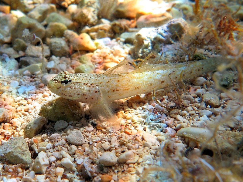 Gobius incognitus (M. Kovacic and R. anda, 2016) vs. Gobius bucchichi (Steindachner,1870)